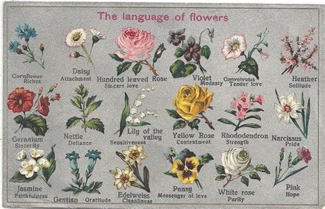 floriography chart language of flowers flower meanings spring wedding flowers