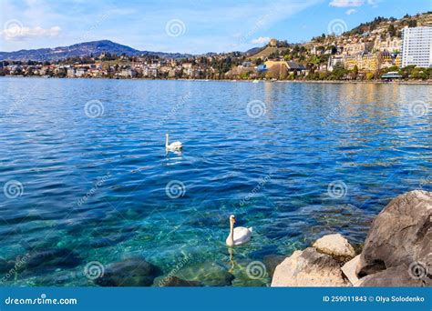 Pair Of Swans Swimming On Lake Geneva In Montreux Switzerland Stock