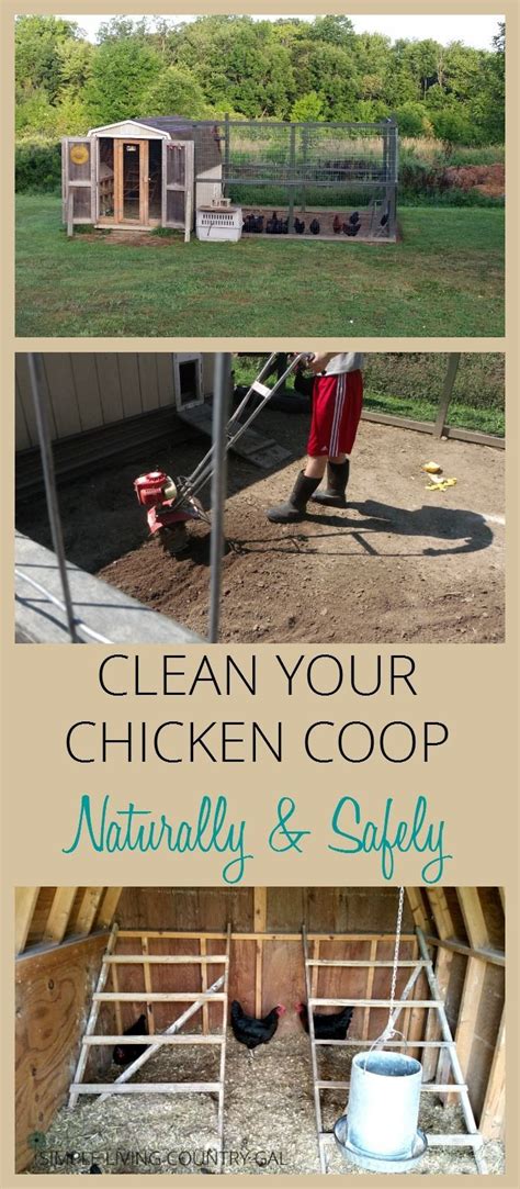 Follow These Easy Steps To Clean Your Chicken Coop Safely Portable