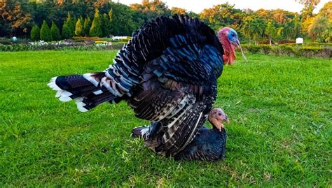 How Do Turkeys Mate What You Need To Know Pet Keen