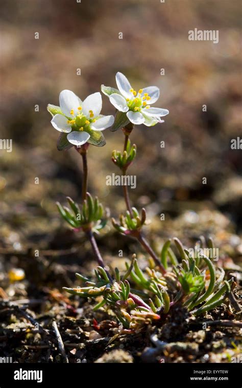 Pearlwort Hi Res Stock Photography And Images Alamy