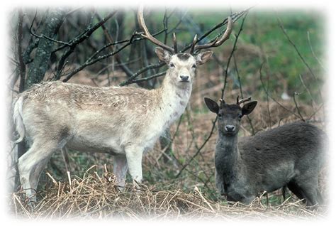Fallow Deer Wild Deer Best Practice Guidance