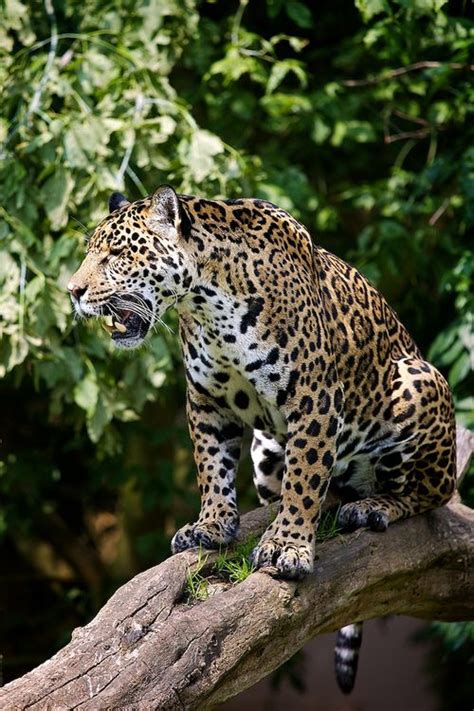 My Spot Big Cats Animals Beautiful Jaguar Animal