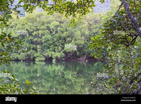 Mangrove Hi Res Stock Photography And Images Alamy