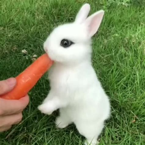 Cute Baby Bunny Munching A Carrot  Cute Baby Bunnies Cute