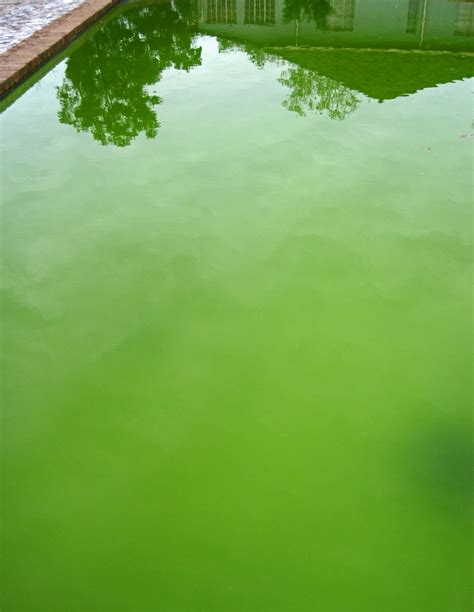 Reflections In Green Water Free Stock Photo Public Domain Pictures