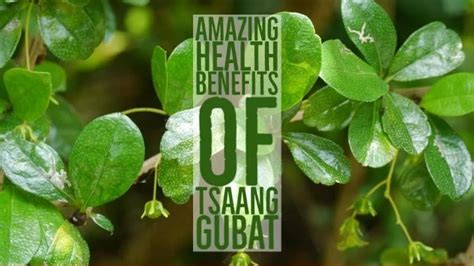 9 Amazing Health Benefits Of Tsaang Gubat