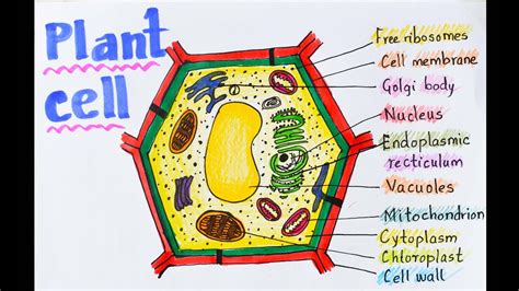 Plant Cell How To Draw Plant Cell For Babe Science Project Poster Chart YouTube