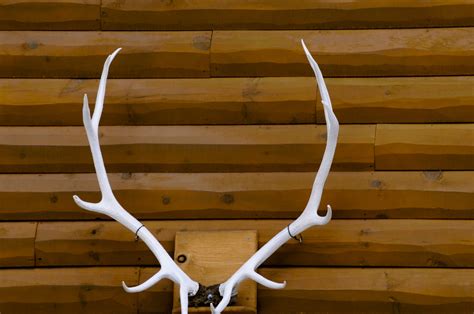 Close Up Mounted Antlers Free Stock Photo Public Domain Pictures