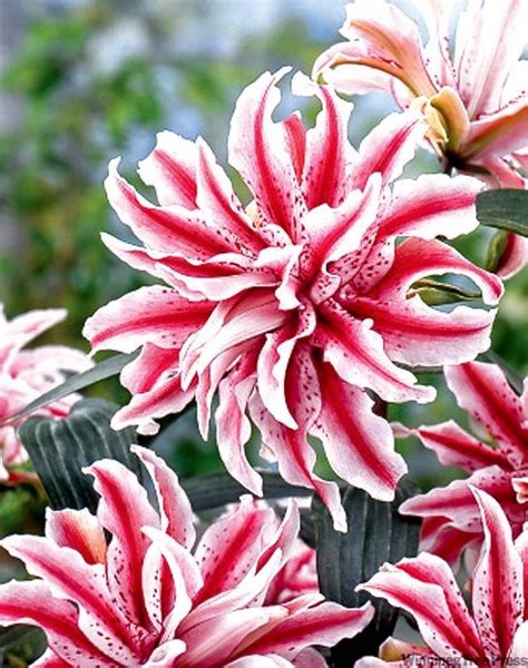 Magic Star Double Oriental Lily Flower Bulb3 4fttall Plantpowerfully