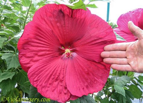 Actually, a number of the rose mallow varieties you'll find at your. Perennial Hibiscus....blooms the size of a dinner plate ...