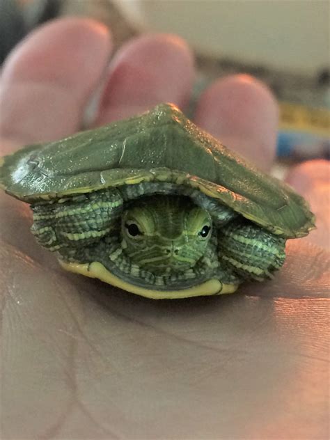 Do Pet Turtles Stay Small Pet Spares