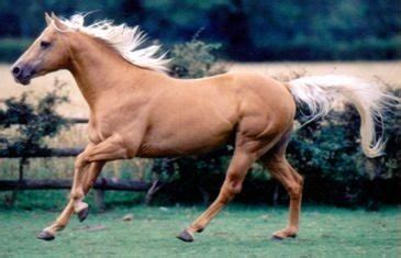 palomino horses