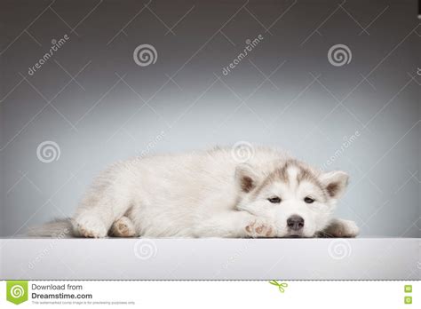 Bored Husky Puppy Laying Stock Photo Image Of Puppy 73661860