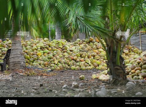 Coconut In A Row On The Plantation Coconut Plantation In Sri Lanka