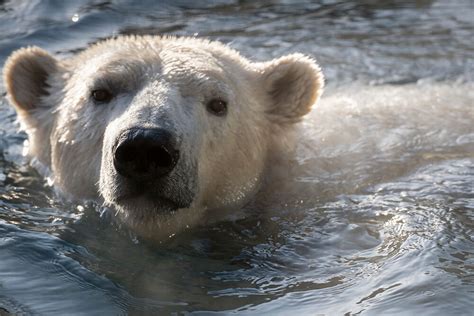 Oregon Zoo Visitors May Soon Get A Glimpse Of Nora The Polar Bear Katu