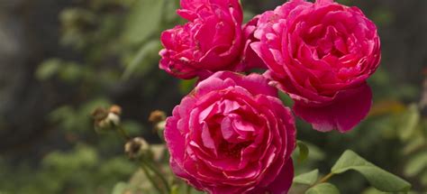 Some Of The Most Common Rose Problems And How To Fix Them