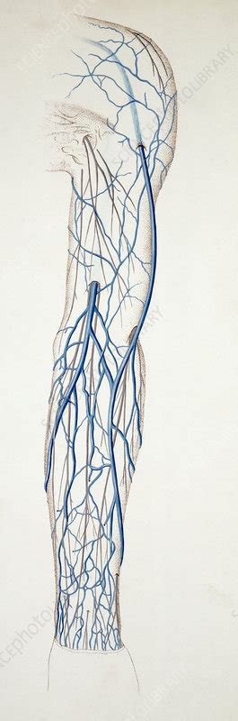 Superficial Veins Of Arm Illustration Stock Image C0361684
