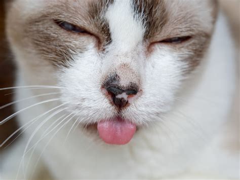 55 Best Photos Cat Swollen Lip Treatment Why Is My Cat S Lower Lip