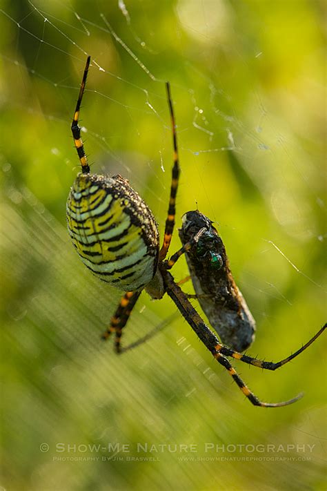 Prime Orb Spider Habitat Pt 2 Show Me Nature Photography
