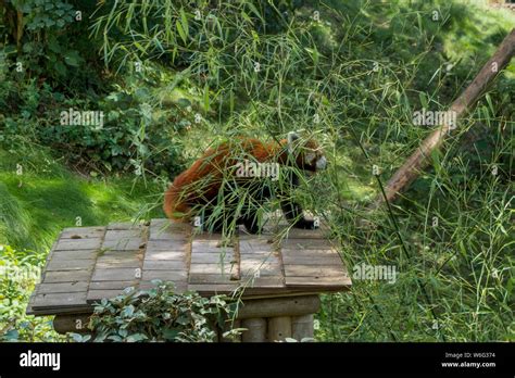 Little Red Panda Behind Bamboo Stock Photo Alamy