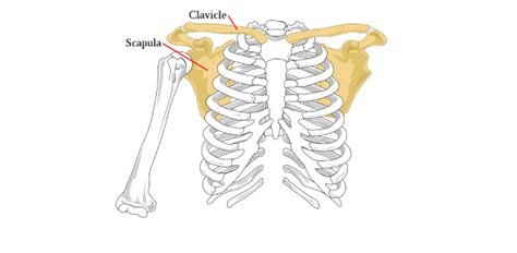 Clavicle Scapula And Ac Joints Flashcards By Proprofs