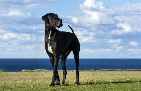 Top 10 Giant Dog Breeds Information And Pictures Petguide Petguide