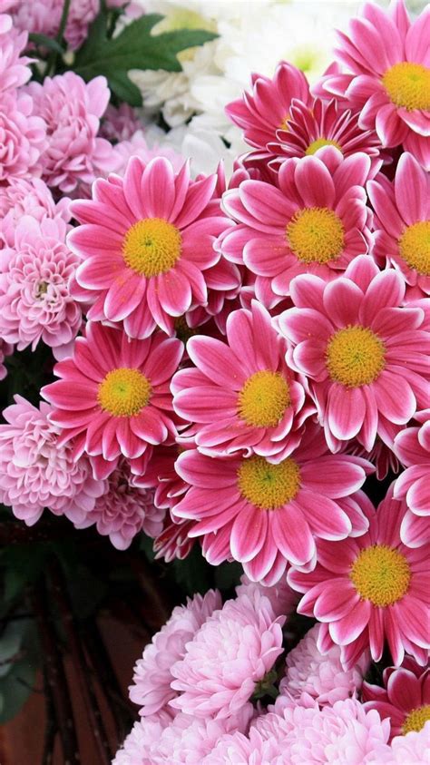 Fresh Pink Flowers Iphone 6 Wallpaper Flower Iphone