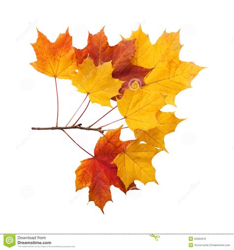 Autumn Golden Leaves Maple Isolated Stock Photo Image Of Bright