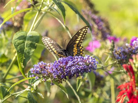 Eastern Tiger Swallowtail Papilio Glaucus Stock Photo Image Of