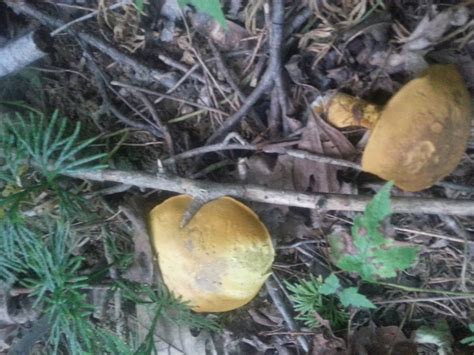 Sw Ohio Identification Help Mushroom Hunting And Identification