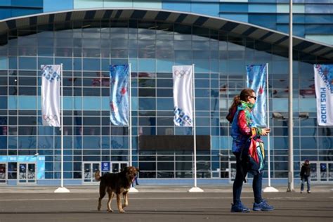 Russian Charity Races To Save Stray Dogs In Sochi National