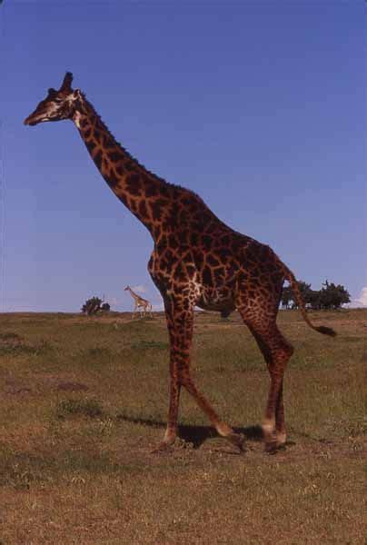 Giraffe Bull Masai Mara Africa Giraffe Giraffe Photos Mammals