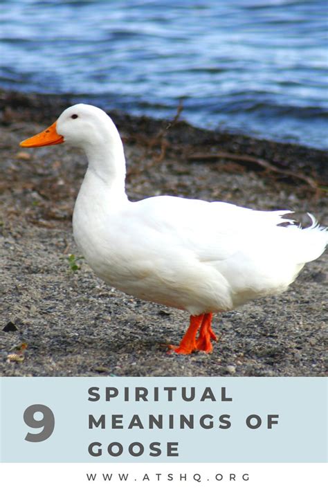 Goose Symbolism 9 Spiritual Meanings Of Goose