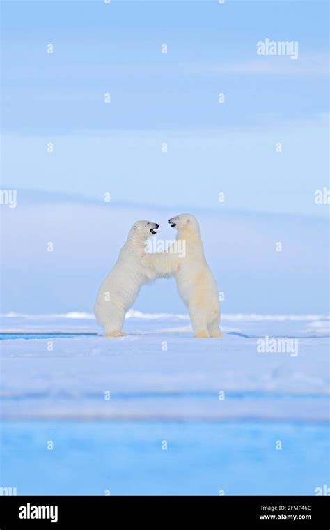 Polar Bear Dancing Fight On The Ice Two Bears Love On Drifting Ice