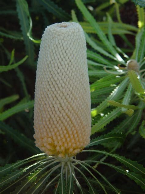 Free Picture Banksia Flower Plant