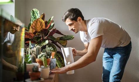 House Plants 4 Golden Rules To Keep House Plants Healthy And Happy