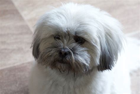 Tales Of A Lhasa Apso Rescue At Sea Lhasalife