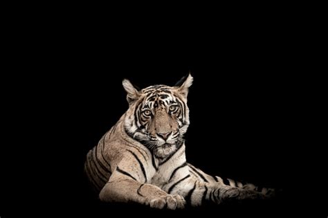 Ranthambore Wild Male Bengal Tiger Or Panthera Tigris Extreme Close Up