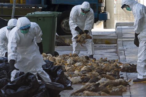 Government Confirms Bird Flu Outbreak Matooke Republic