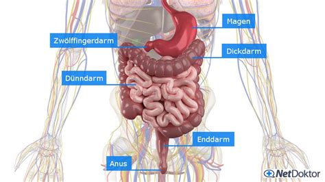 Blut Im Stuhl Ursachen Diagnose NetDoktor Ch