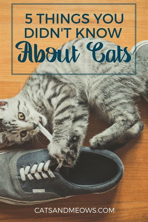 Think You Know All There Is To Know About Cats Well You May Be Wrong