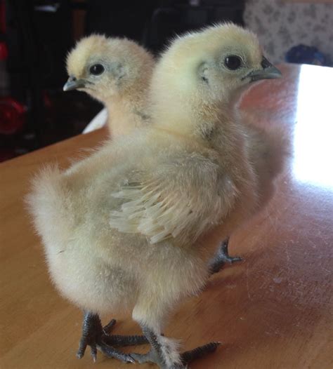 3 Day Old Silkie Babies Fancy Chickens Cute Animals Baby Chicks