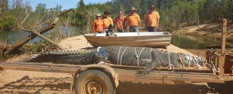 A Gigantic Crocodile Was Just Caught In Australia After 10 Years On The