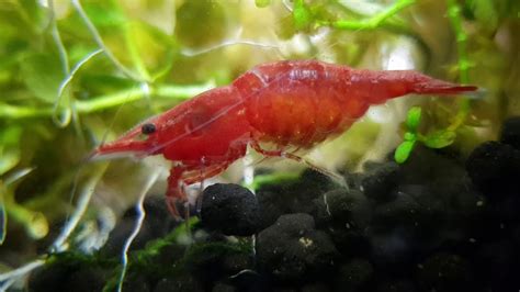 Pregnant Cherry Shrimp Youtube