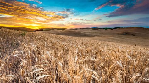 Hd Wallpaper Sky Golden Field Wheat Crop Ecoregion Grain Barley