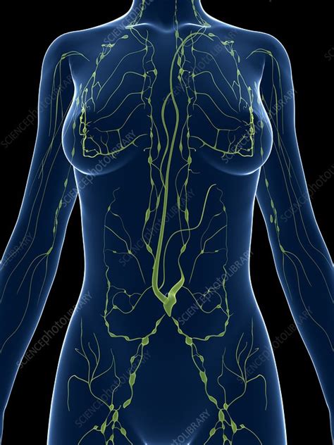 Female Lymphatic System Artwork Stock Image F0077340 Science Photo Library