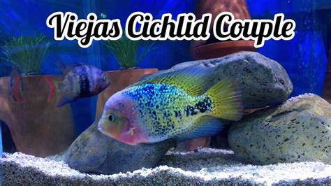 Beautiful Cichlid Couple Central American Vieja Cichlid Youtube