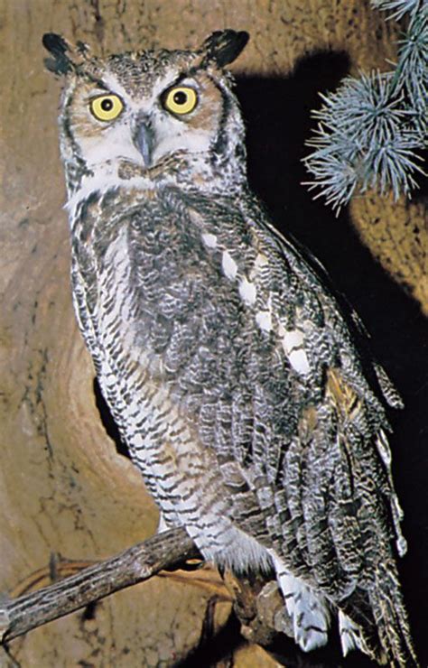 Great Horned Owl Size Habitat And Facts Britannica