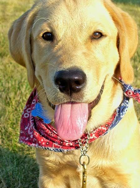 Home of naturally reared golden retrievers of european lines. Goldens Retrievers: Golden Retriever Yellow Lab Mix Puppies